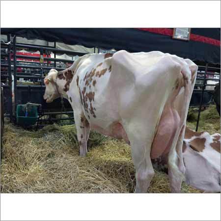 Milking Jersey Cow