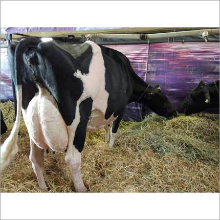 Dairy Hf Cow