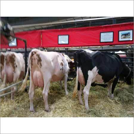 Indian Jersey Cow
