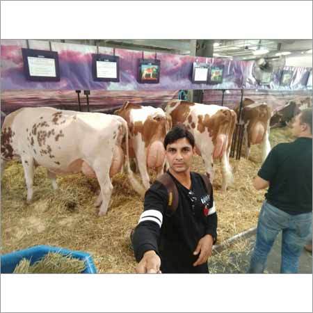 Farm Jersey Cow