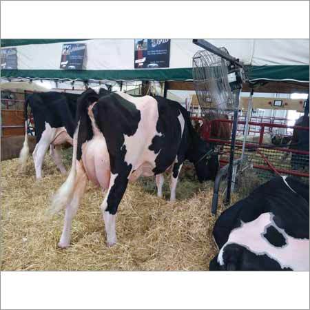 Jersey Hf Cow
