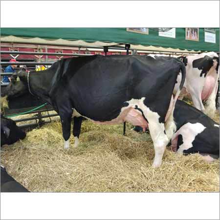 Healthy Hf Cows
