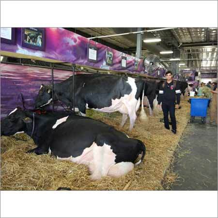Pure HF Cow