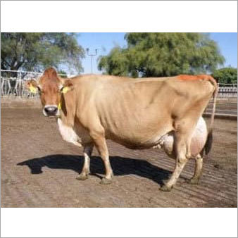 Brown Jersey Cow