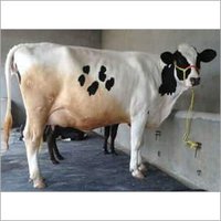 Desi Hf Cow