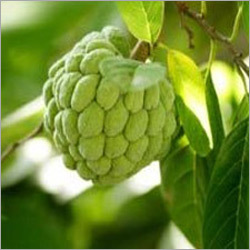 Custard Apple Pulp