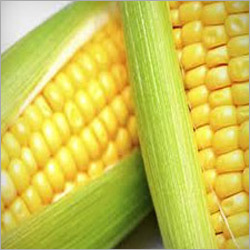 Sweet Corn