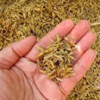 Raw Rice