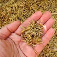 Raw Rice