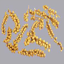 Canella Cobs