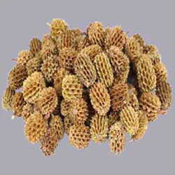 Artificial Casuarina