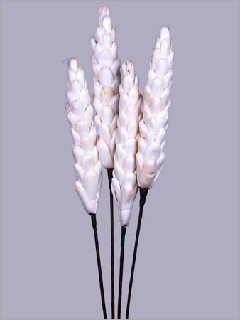 Sola Gardenia Pine
