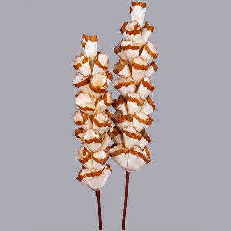 Sola Sticks