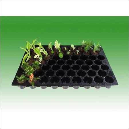 Seedlings Trays