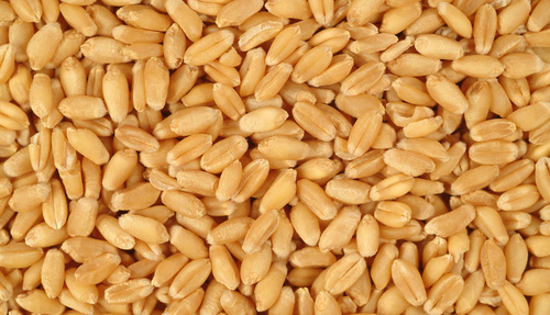 Wheat Origin: Inda