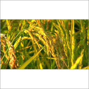 Raw Rice