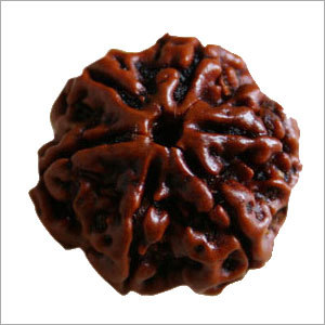 6 Mukhi Rudraksh