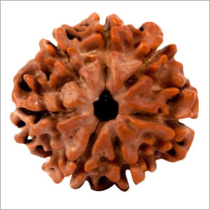 7 Mukhi Rudraksh