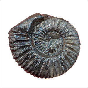 Shaligram Stone