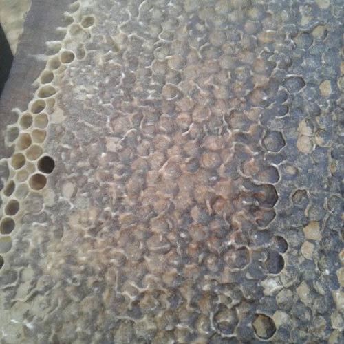 Herbal Comb Honey