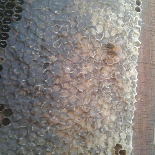 Organic Comb Honey