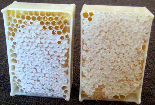 Comb Honey