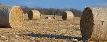 Corn Stalk Chipper Cut Size: All Sizes