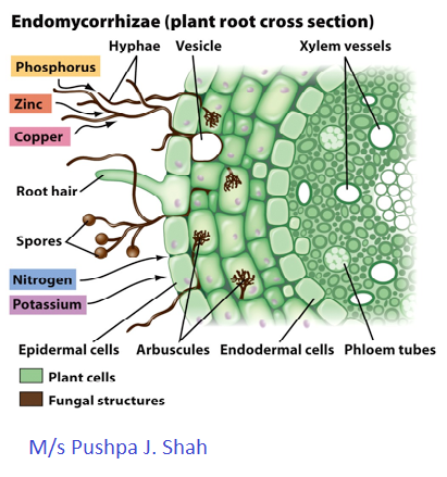 Endo- Mycorrhiza By PUSHPA J. SHAH