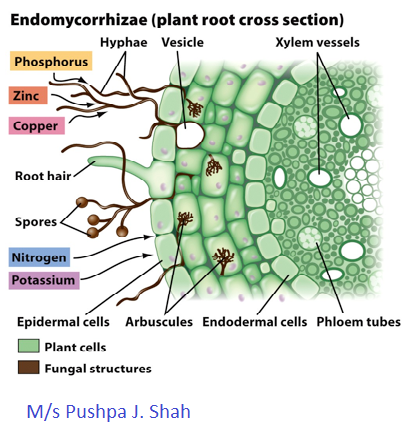 Endo- Mycorrhiza