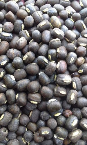 Black Urad