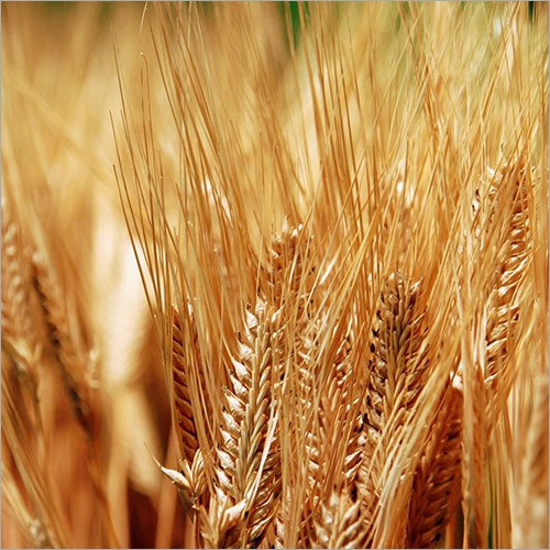 Wheat Seeds
