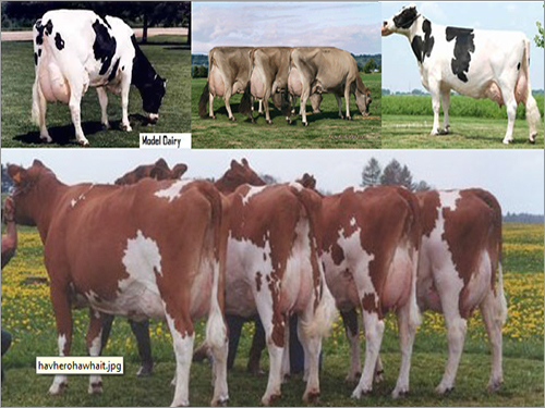 Dairy Cows and Heifers