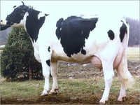 Holstein and Holstein Friesian