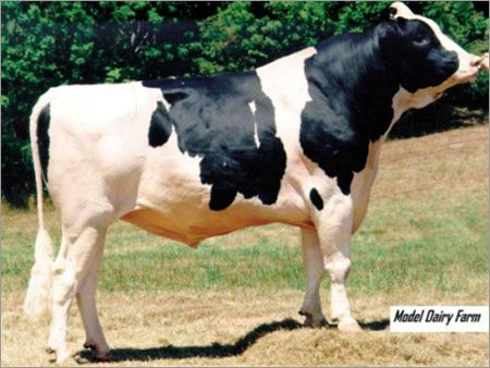 Holstein Friesian