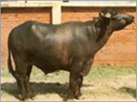 Murrah Buffalo - Black Color | Ideal for Dairy Farming, High Milk Production