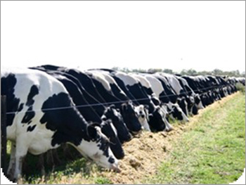 Domestic Dairy Consultancy Services