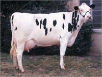 Dairy Consultancy Services