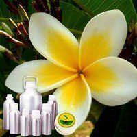 Frangipani Absolute Oil