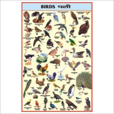 Birds Chart