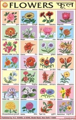 Different Types Of Flowers With Names Chart