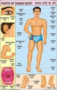Parts of the Body Chart