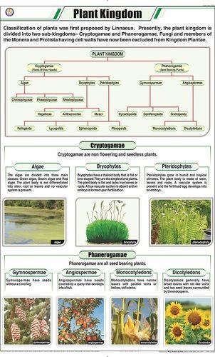 Plant Kingdom Chart