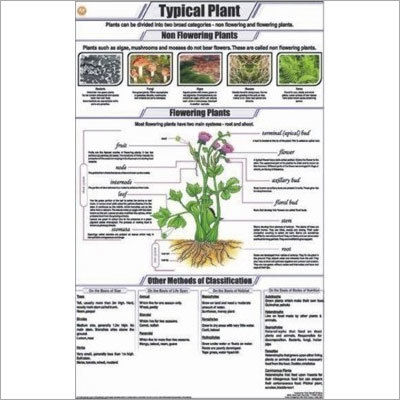 Typical Plant Chart