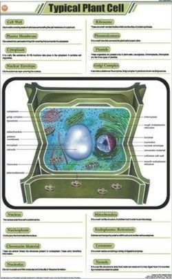 Typical Plant Cell Chart