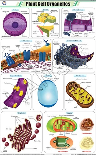 Plant Cell Organelles Chart