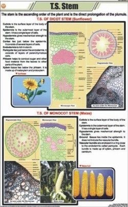 T.S. Stem - Monocot Chart