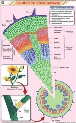 T.S. Dicot Stem Chart