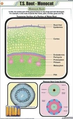 T.S. root - Monocot Chart