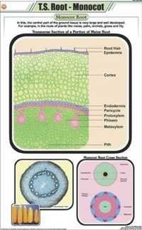 T.S. root - Monocot Chart