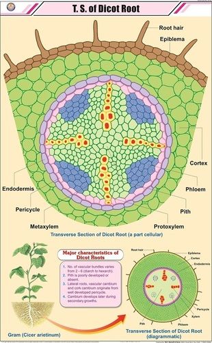 T.S. of Dicot Root Chart